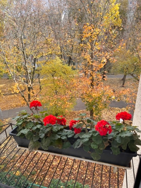 Hirdetünk ön helyett! III. Rómaifürdőn 4 szobás, felújított lakás eladó.